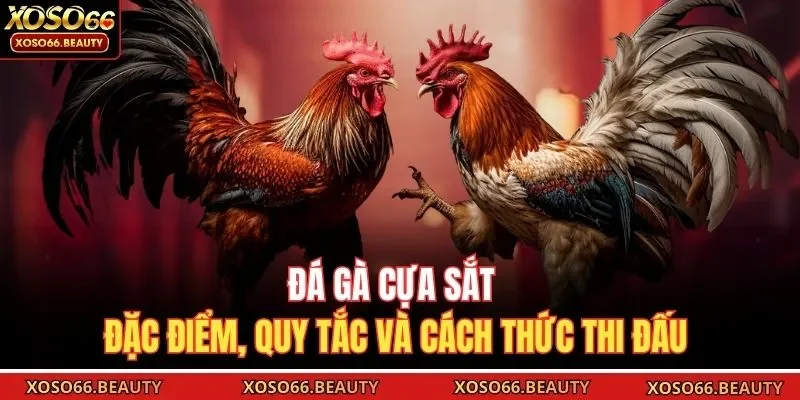 Đá gà cựa sắt tạo nên sức hút mạnh