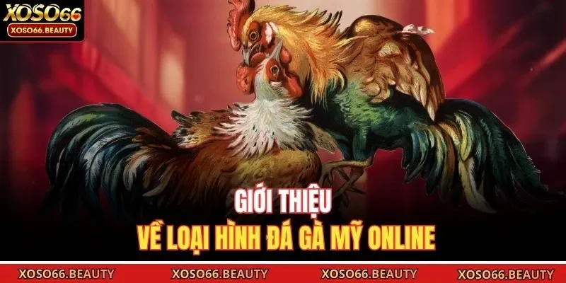 Giới thiệu về loại hình đá gà Mỹ online
