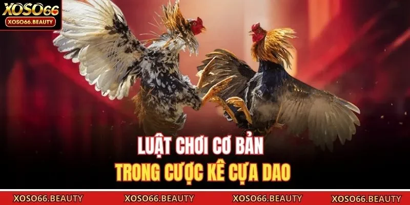 Luật chơi cơ bản trong cược kê cựa dao