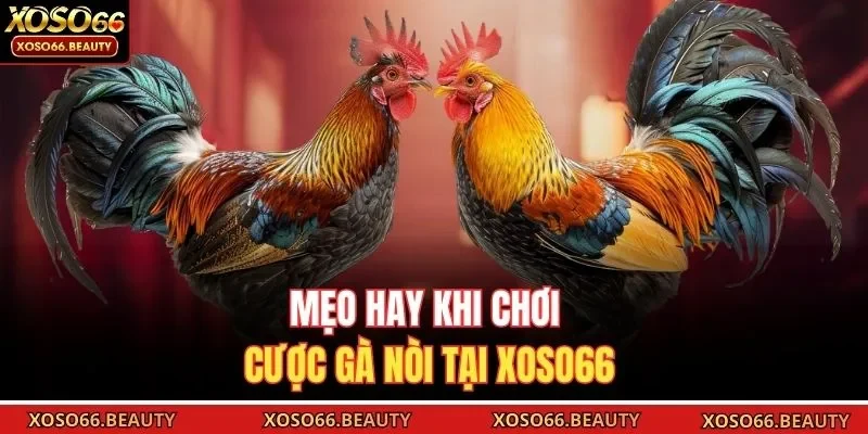 Mẹo hay khi chơi cược gà nòi tại Xoso66