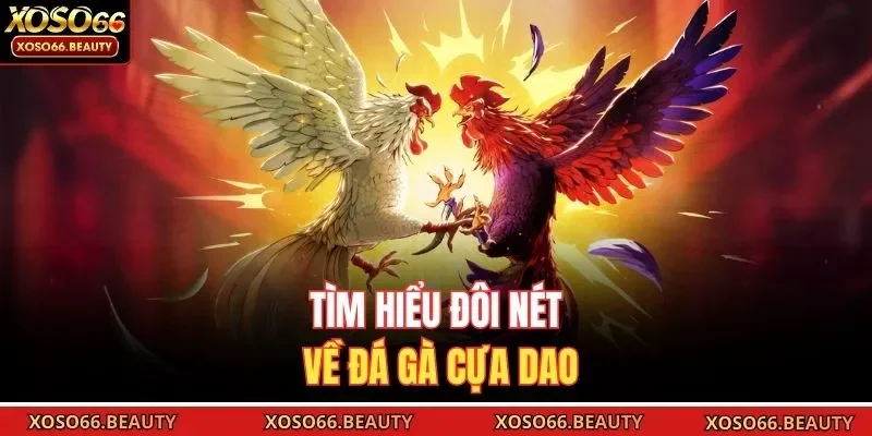 Tìm hiểu đôi nét về đá gà cựa dao