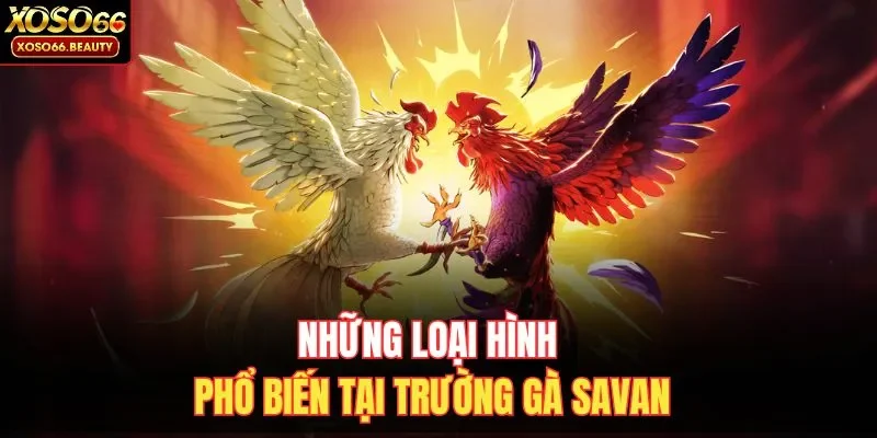 Những loại hình phổ biến tại trường gà Savan