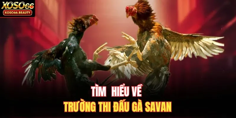 Tìm hiểu về trường thi đấu gà Savan