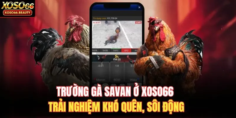 Trường gà Savan tại Xổ số 66